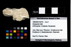 Foto (Objekt + Etikett) von Decapoda indet.  (NHMW-GEO-1990-0041-0379)